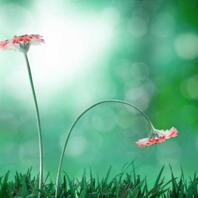 Ewgeni_rosengruen_dysfunktion_106113416