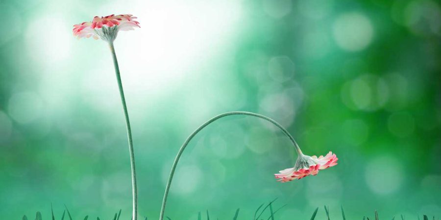 Ewgeni_rosengruen_dysfunktion_106113416